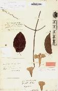 Alexander von Humboldt Bignonia chicagoensis Bureau